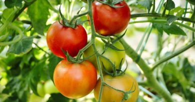 Tomaten selbst anbauen