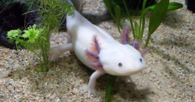 was sind axolotl