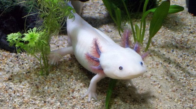 was sind axolotl